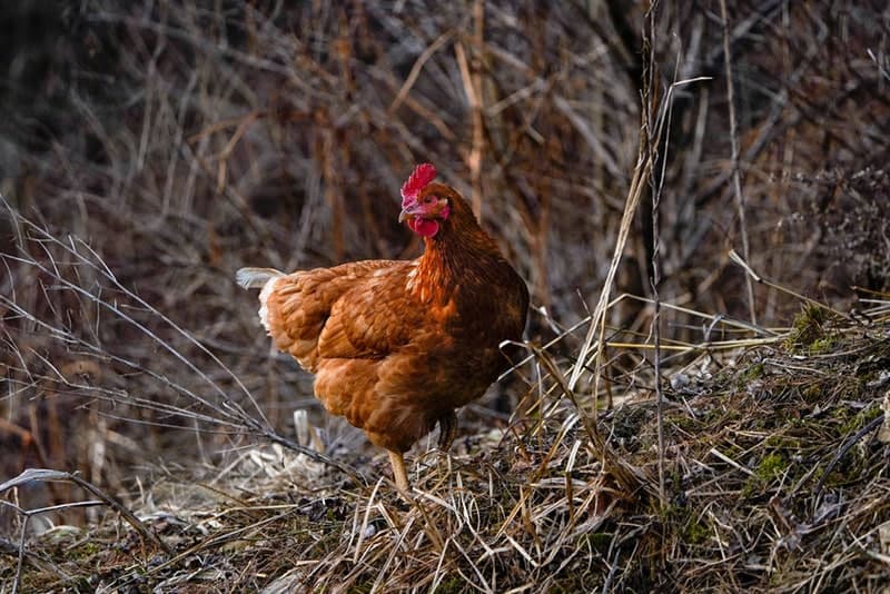 cinnamon queen chicken in early spring