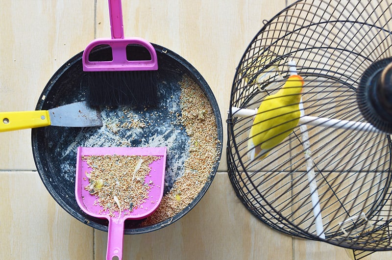 cleaning a bird cage