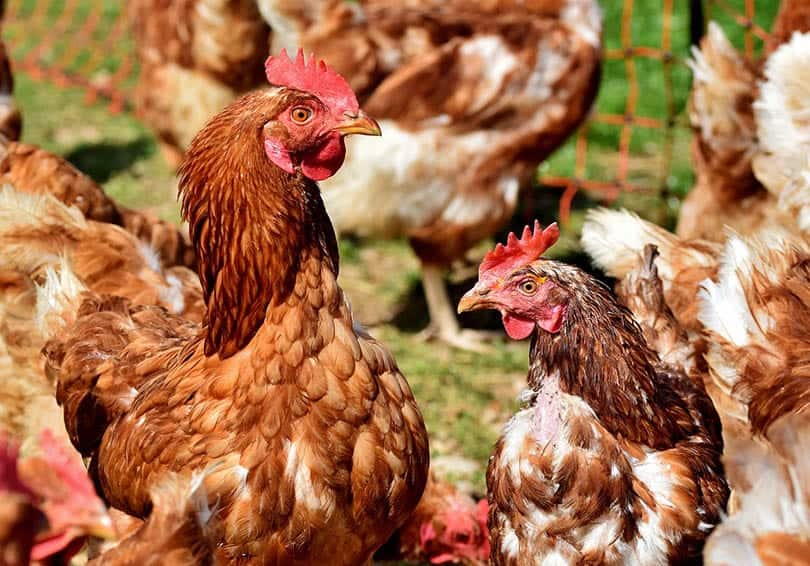 close up of chickens in the farm