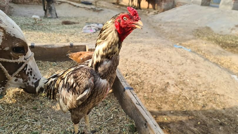 close up of shamo chicken