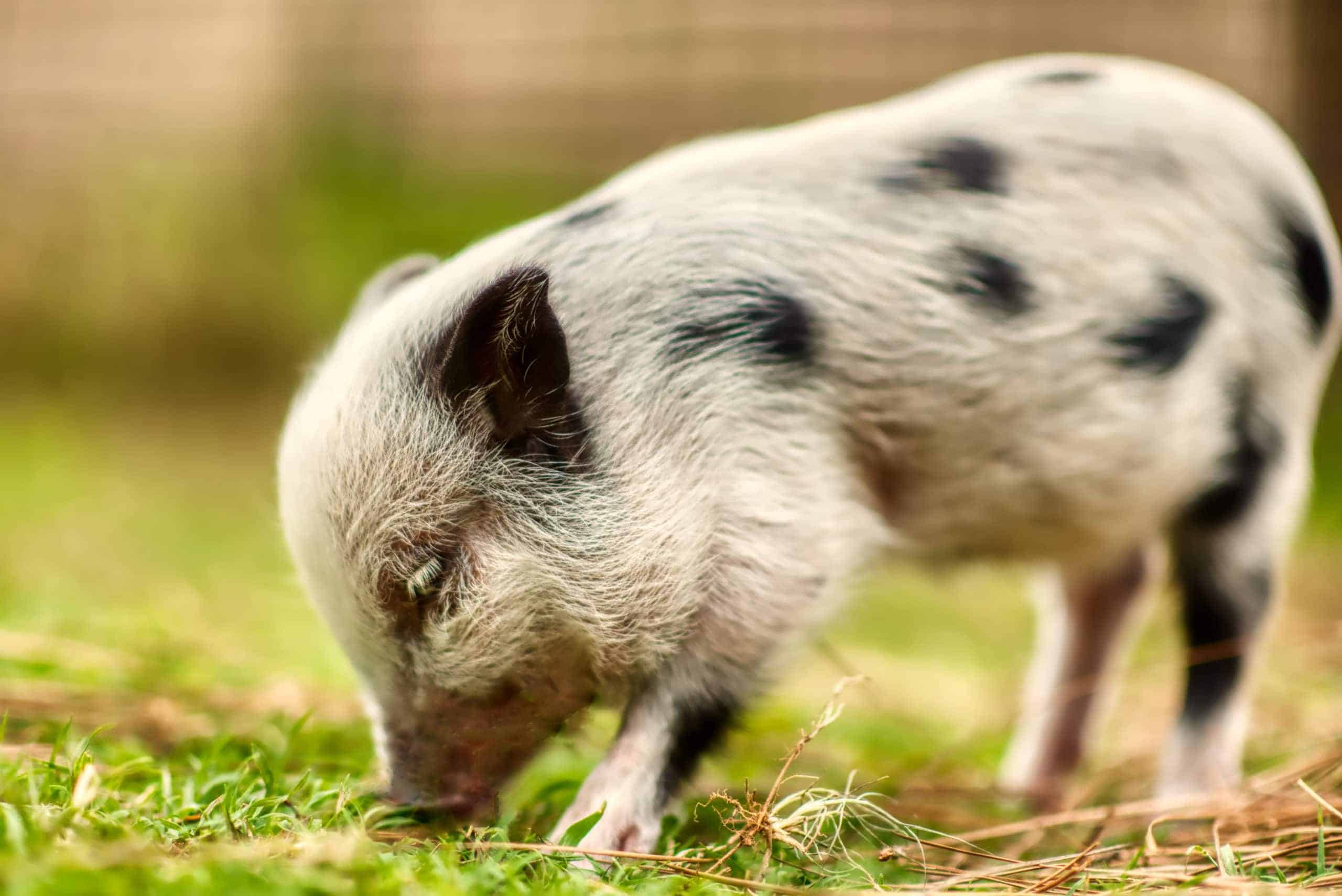 A,Closeup,Of,A,Juliana,Piglet.