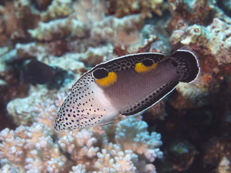 Clown wrasse in red sea
