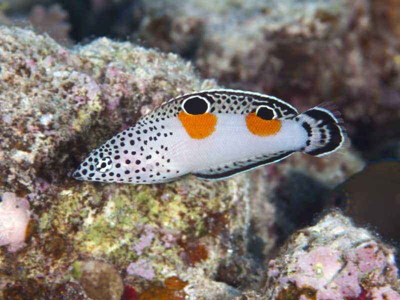 Clown wrasse in red sea