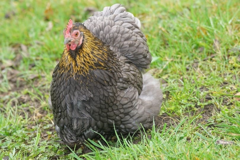 cochin chicken
