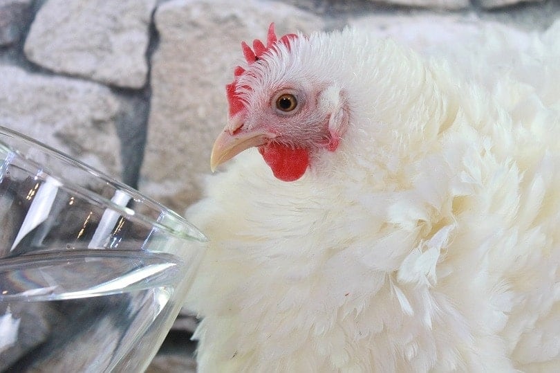 cochin chicken-pixabay
