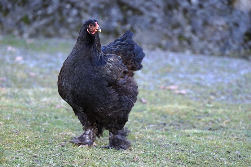 cochin chicken