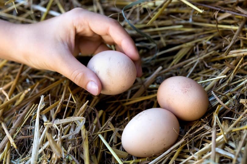 collecting chicken eggs