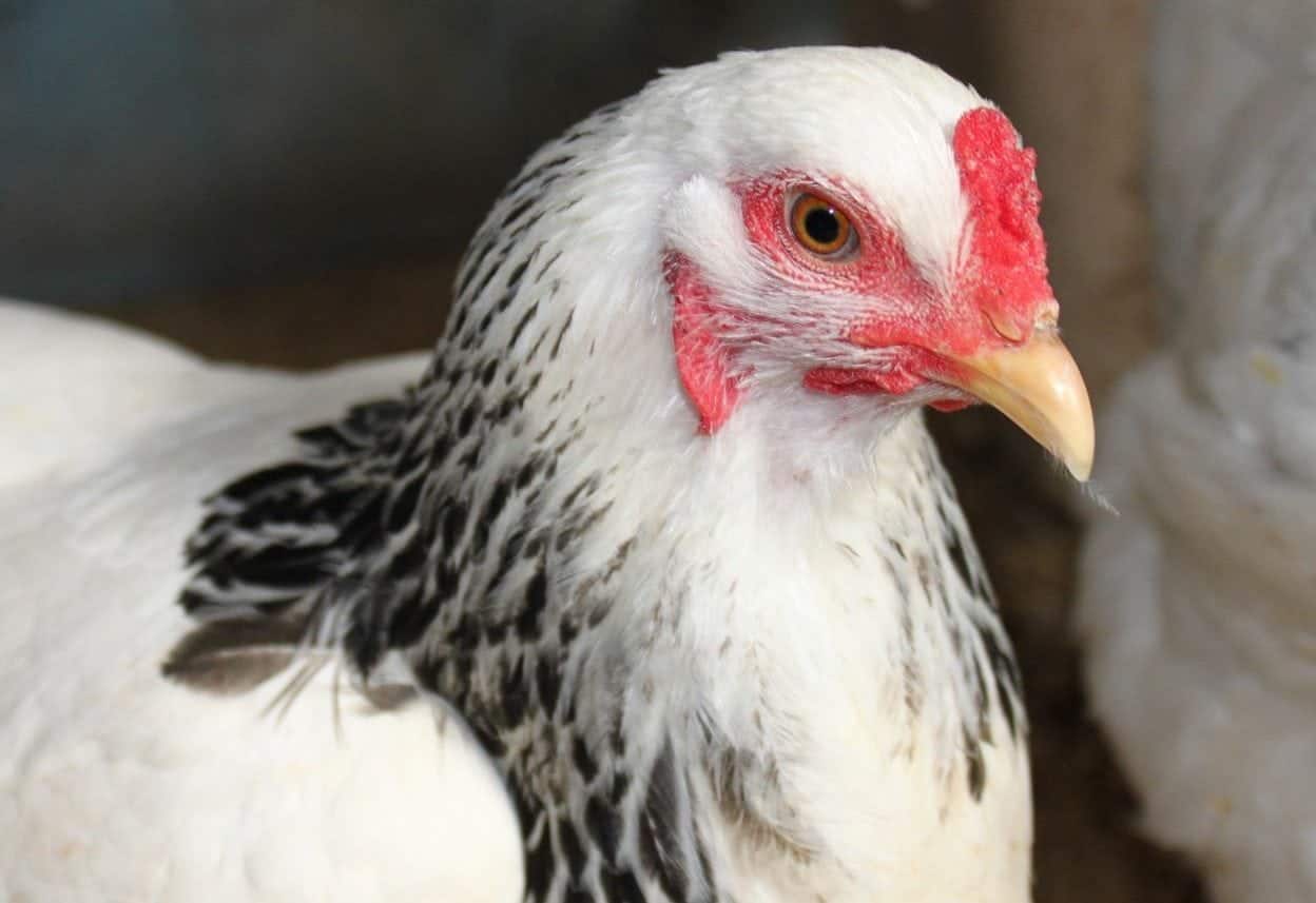 columbian patterned chicken close up