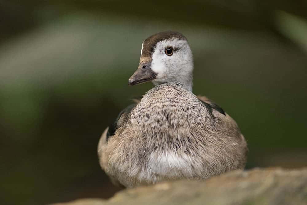 cotton pygmy goose