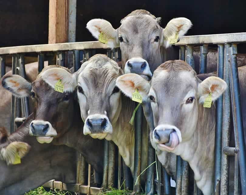 cow farm