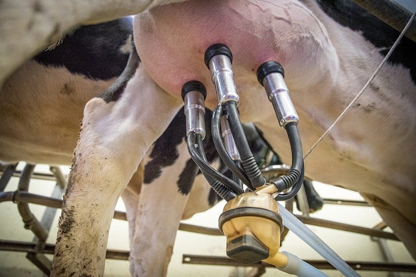 cow's milk production