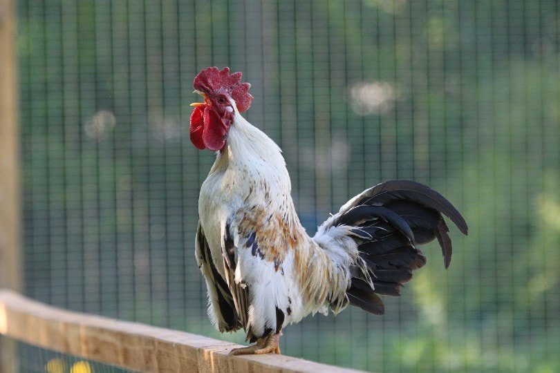 crowing rooster