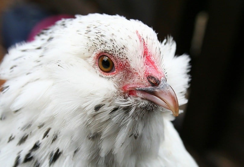 d uccle chicken-pixabay