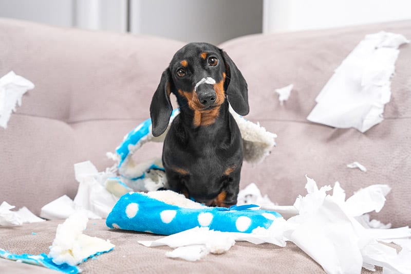 dachshund dog chew slippers