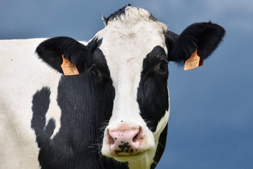 dairy cow