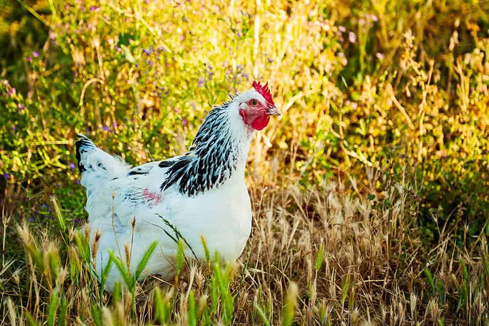 Delaware Hen