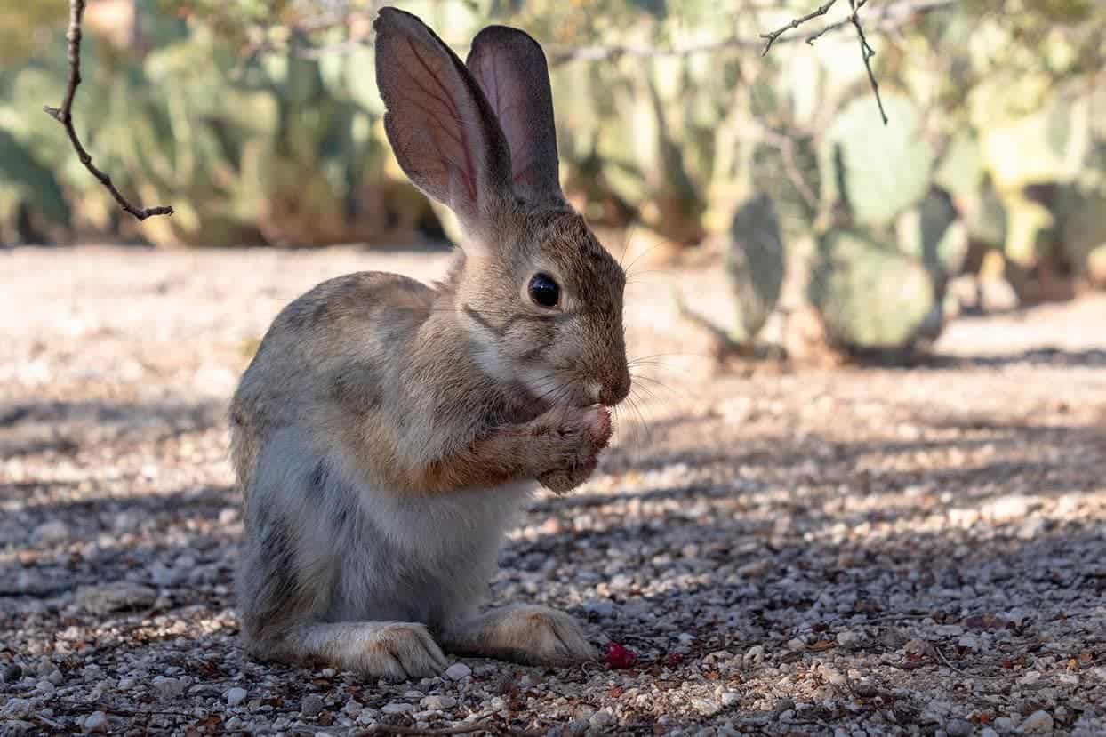 Desert Cottontail Rabbit