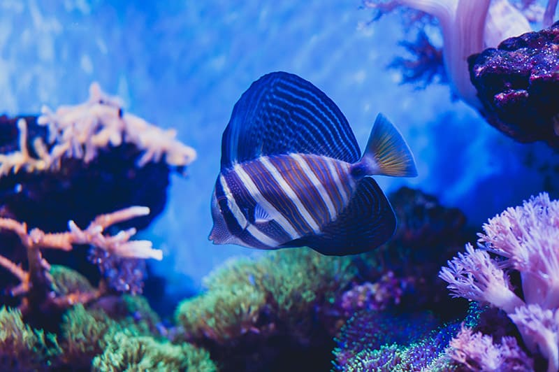 Desjardin's sailfin tang underwater