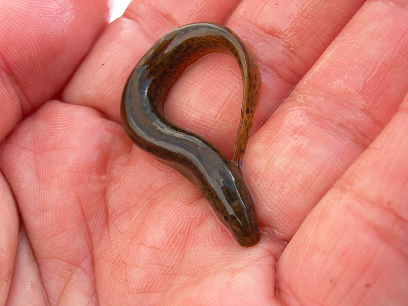 dojo loach or oriental weather loach on a person's hand