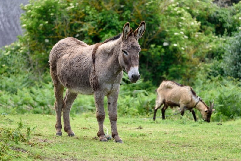 donkey and goat in the grass
