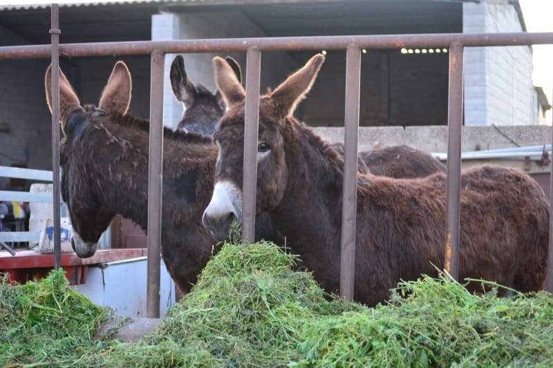 donkey eating