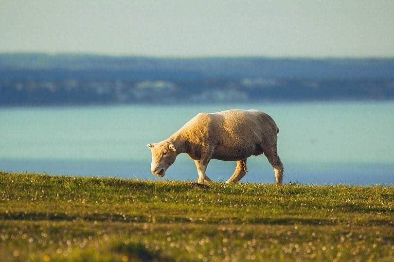 dorset sheep-pixabay
