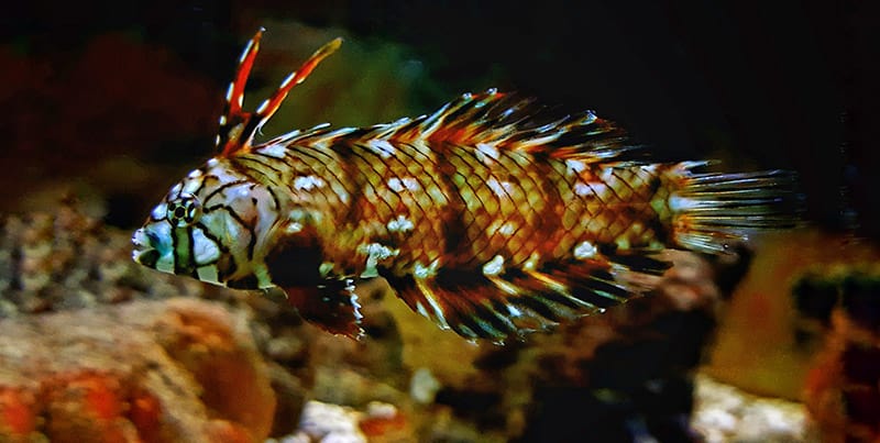 Dragon Wrasse fish