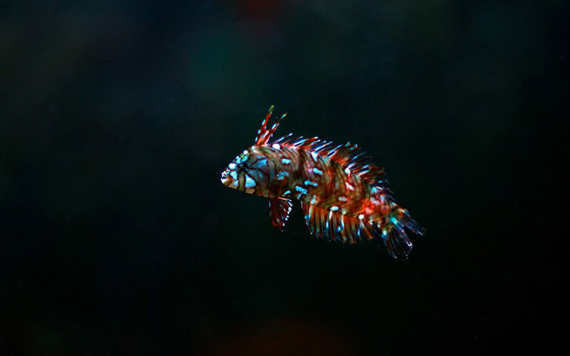 Dragon Wrasse Rockmover wrasse