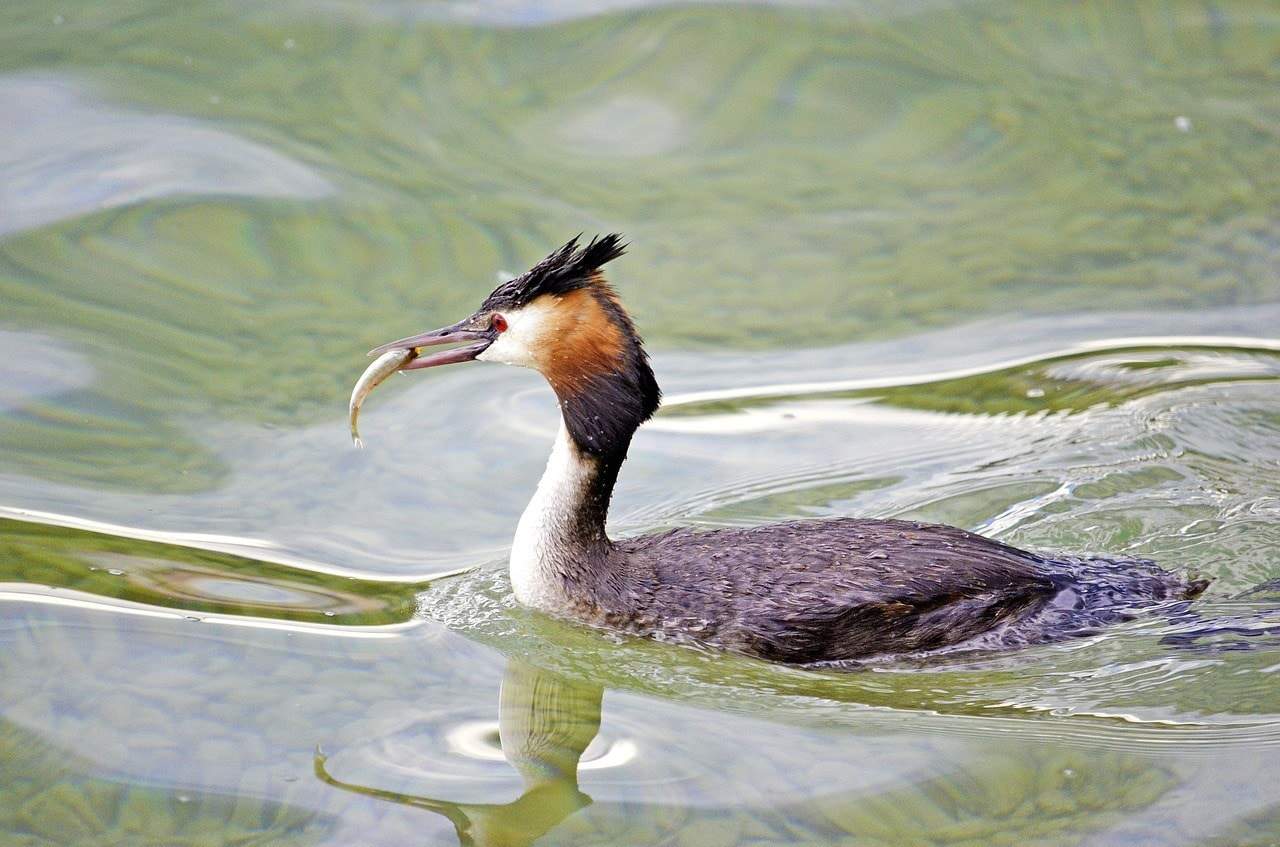 duck eating fish