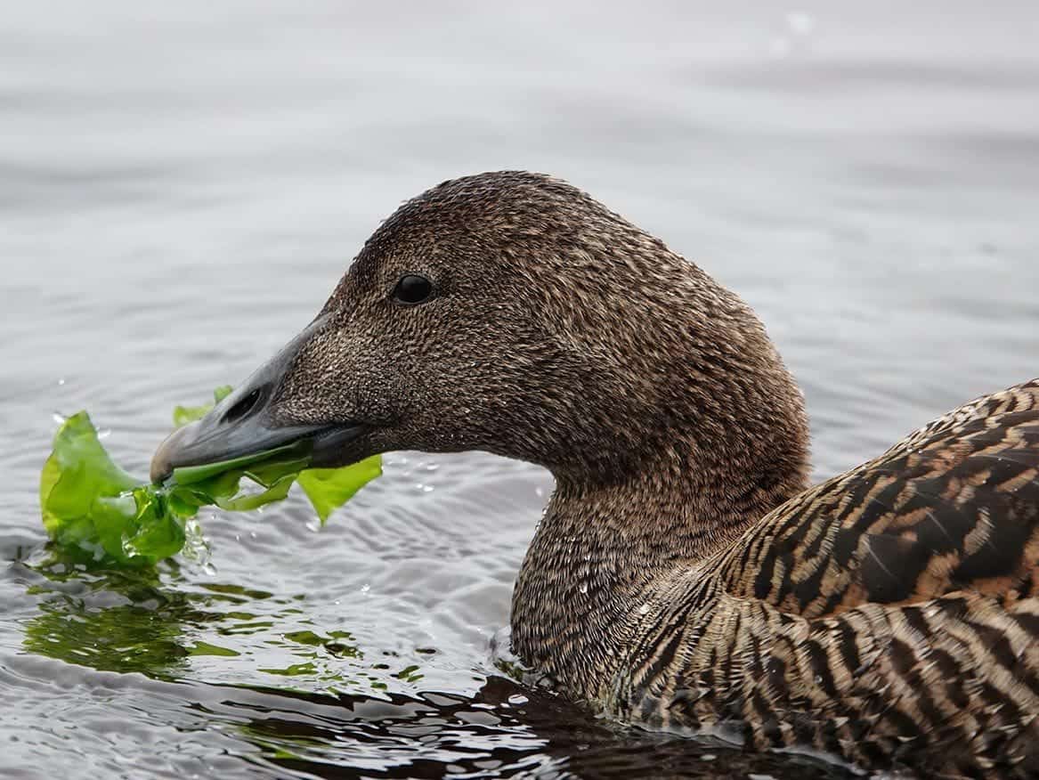 Duck eating lettuce
