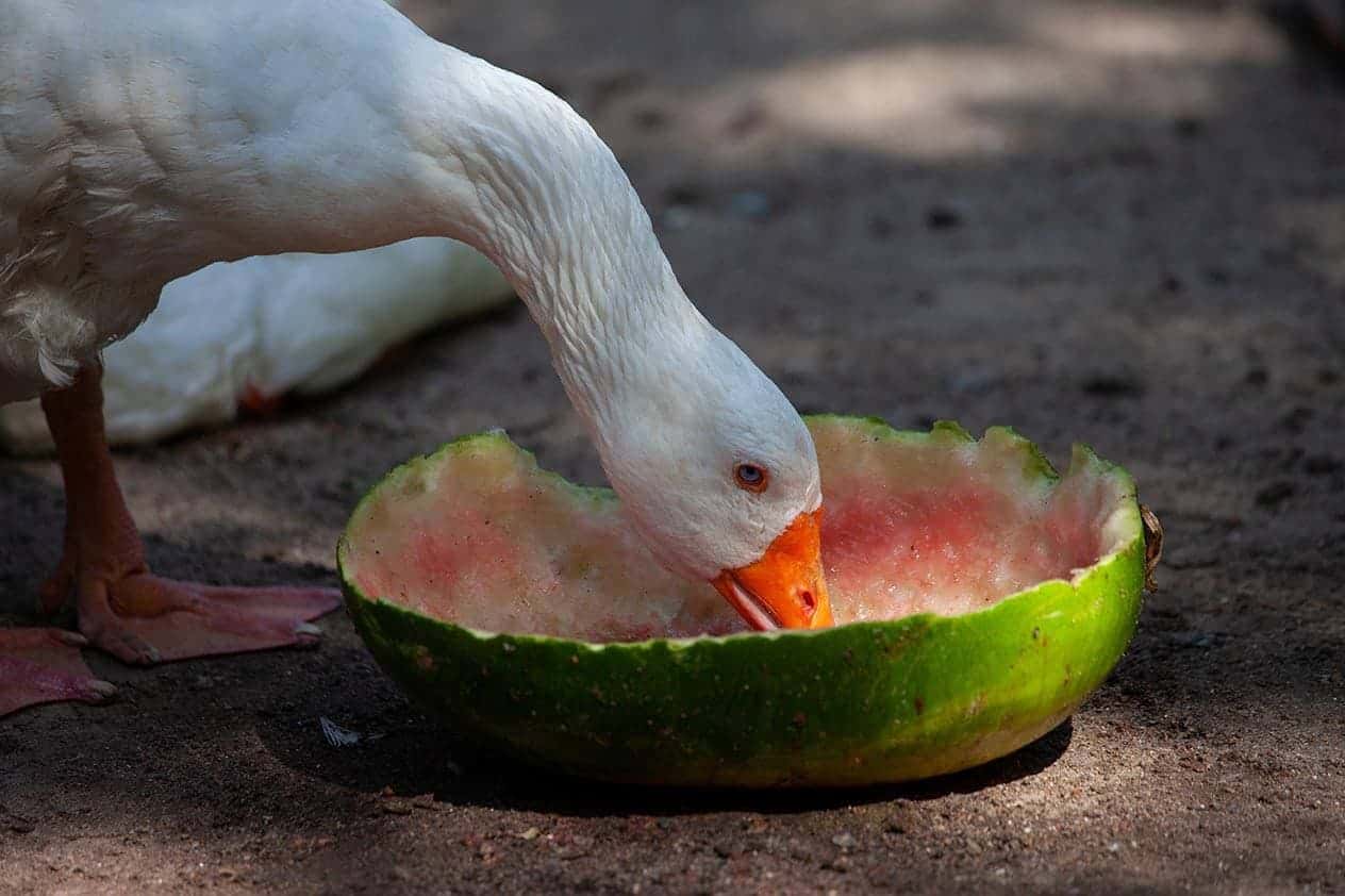 Duck eating watermelon