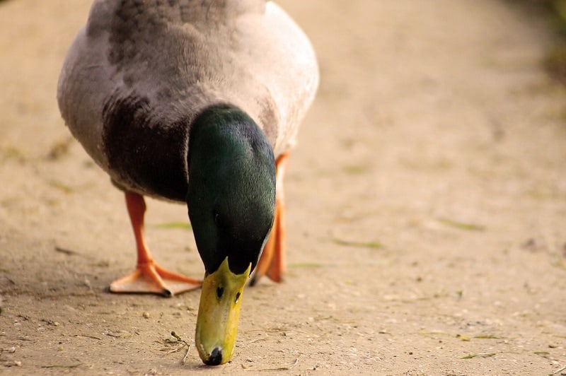 duck