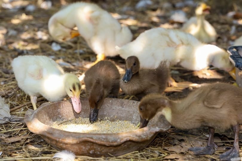 duckling eating_PUMPZA_Shutterstock
