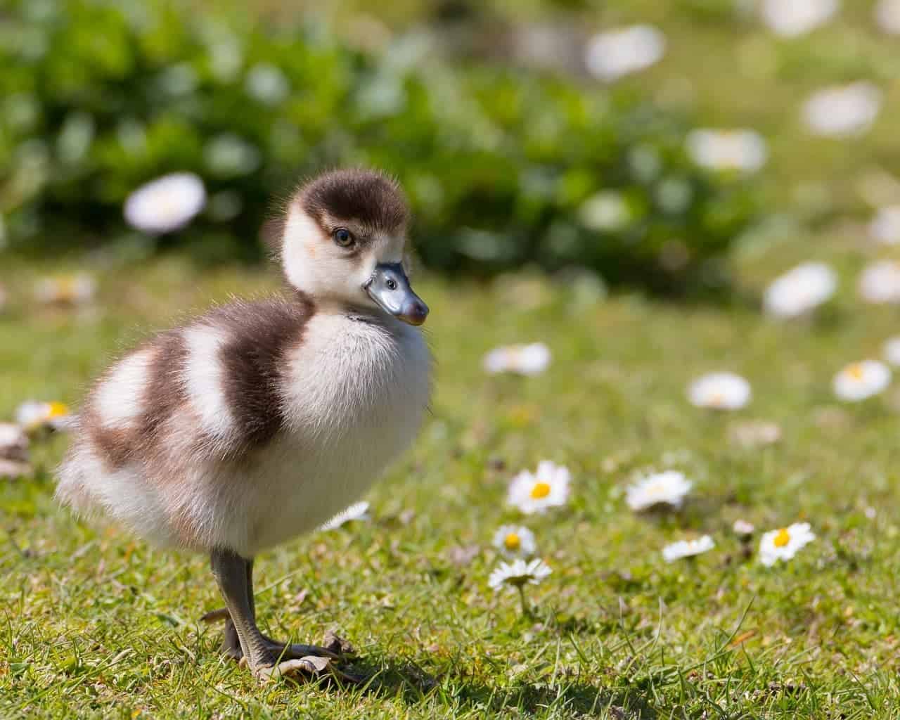 duckling