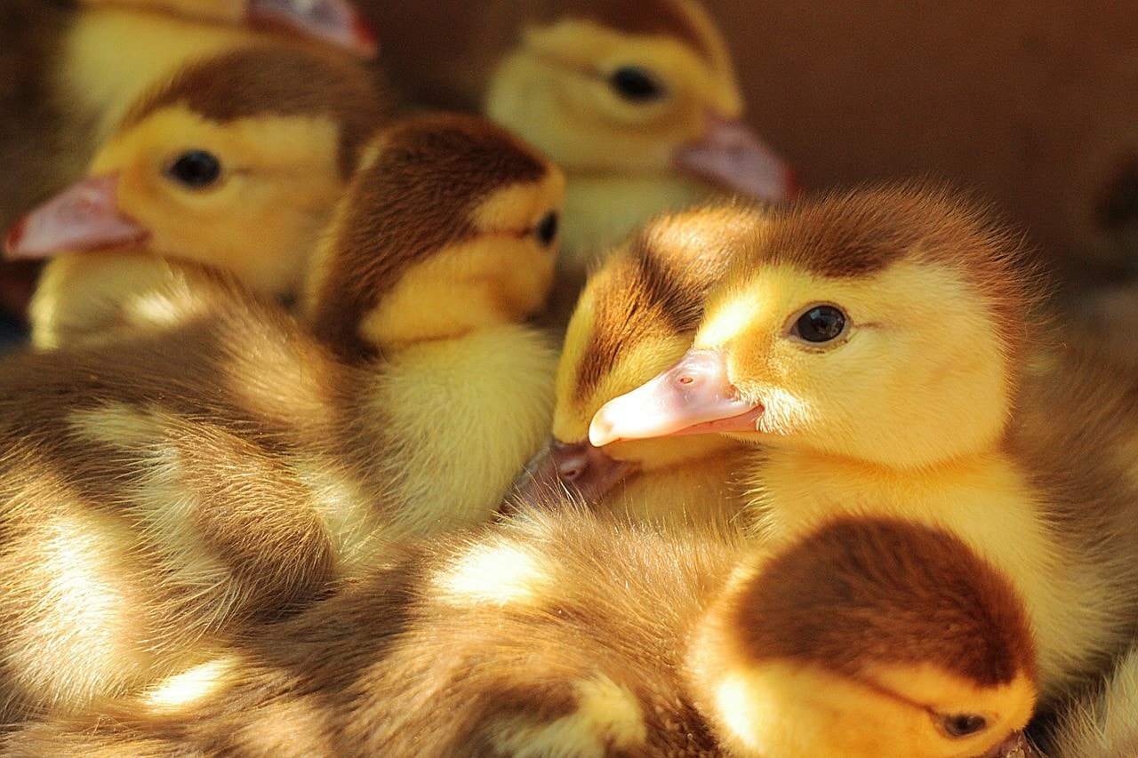 ducklings together