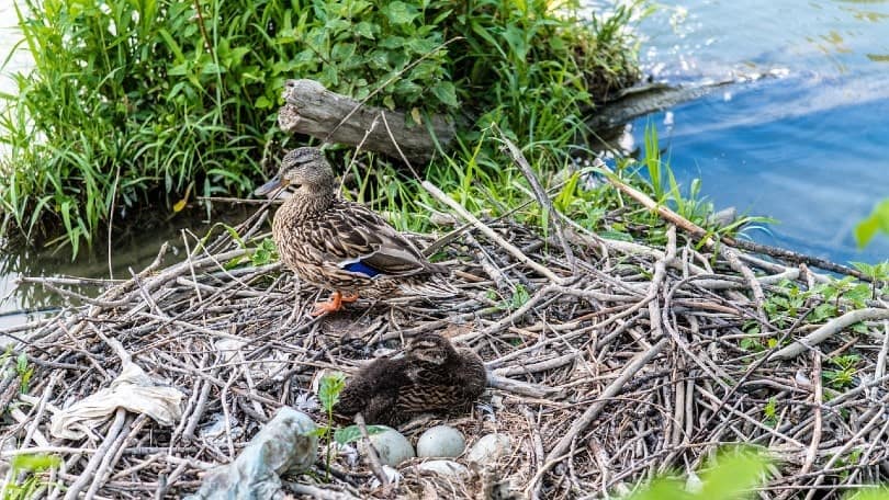 ducks with eggs by the lake
