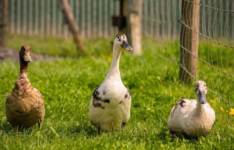 ducks