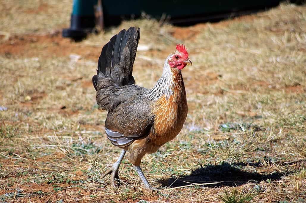 duckwing chicken