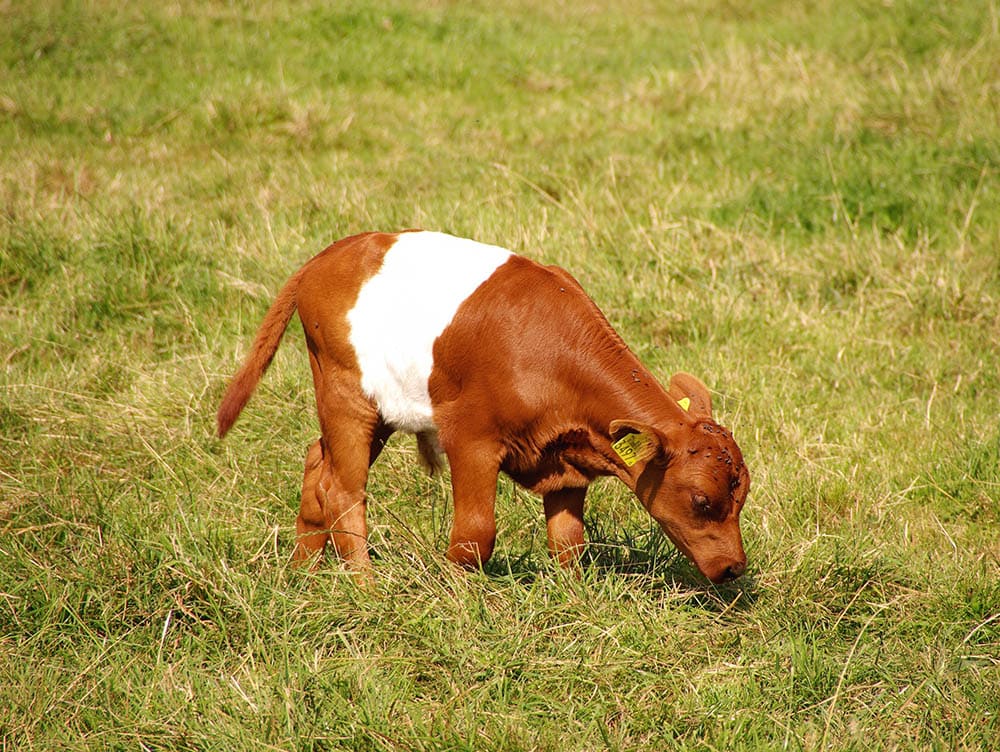 Dutch belted calf