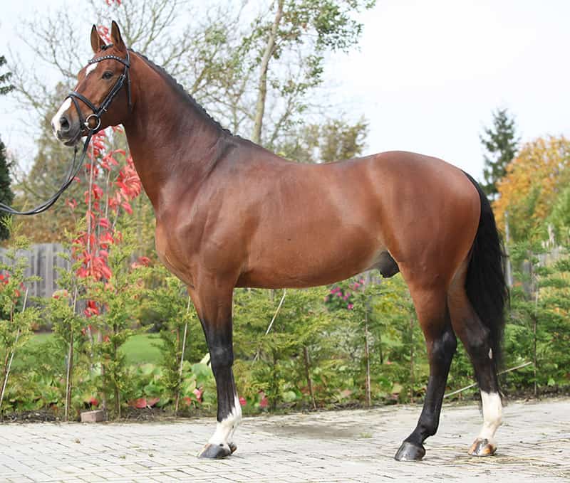 dutch warmblood with braided hair 
