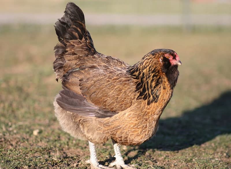 easter egger chicken in the meadow