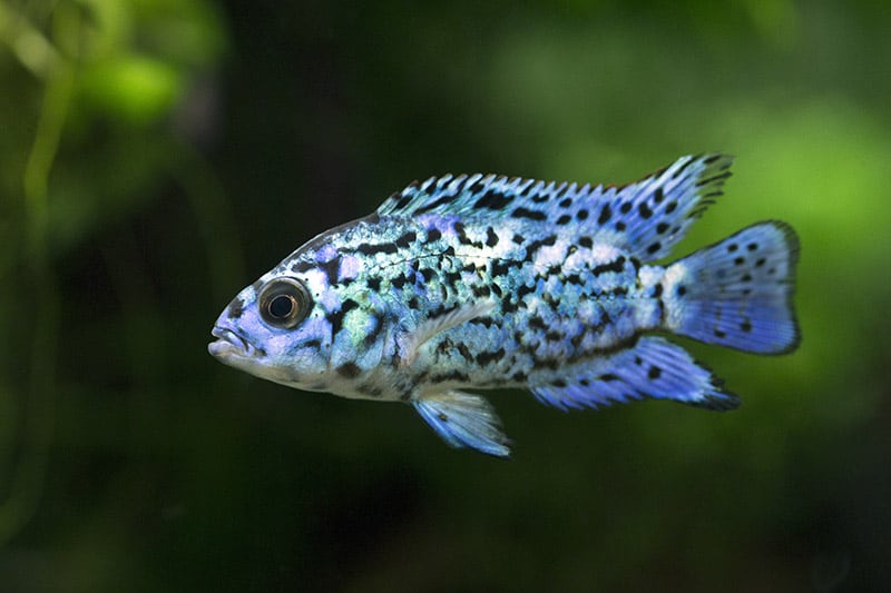 Electric Blue Jack Dempsey fish