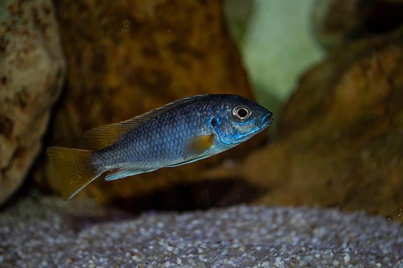 Electric Blue Johannii Cichlid