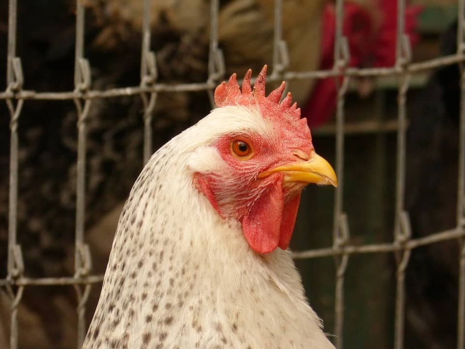 electric fenced chicken