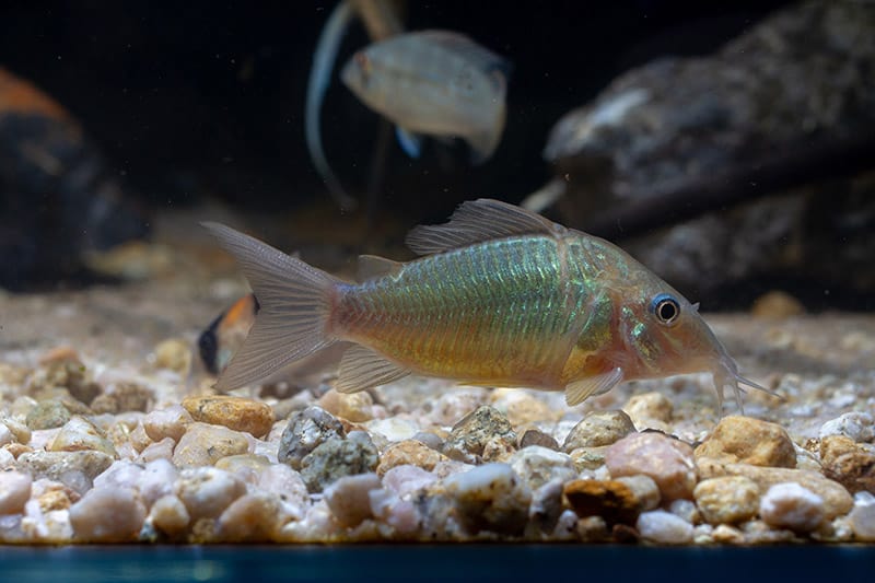 emerald green cory catfish