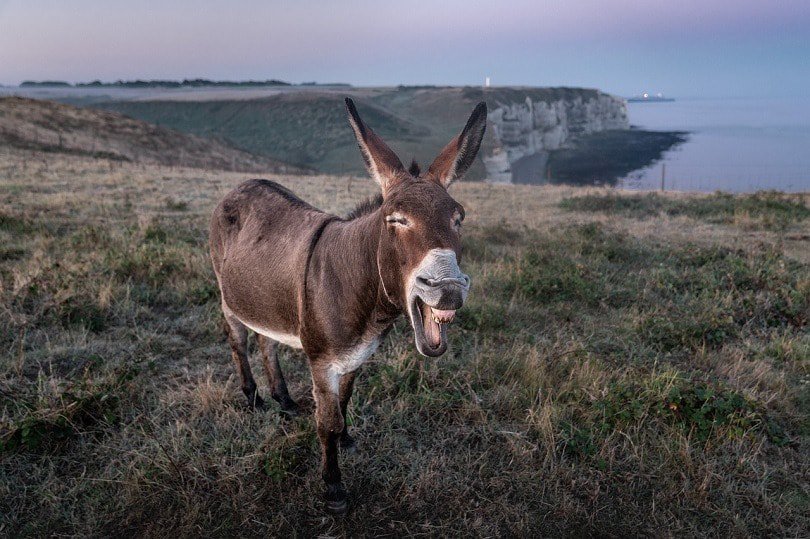 donkey-pixabay
