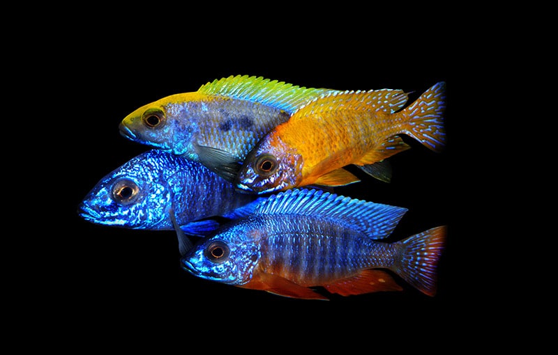Fairy Cichlids on black background