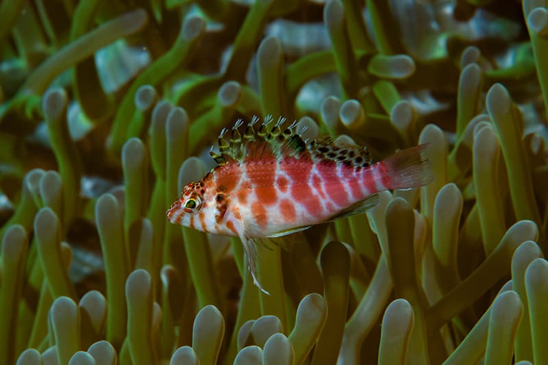 Falco Hawkfish or Dwarf Hawkfish