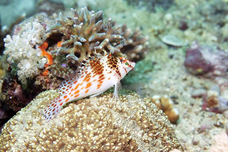 falco hawkfish