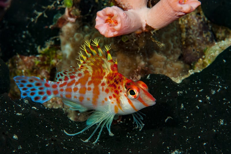 Falco Hawkfish